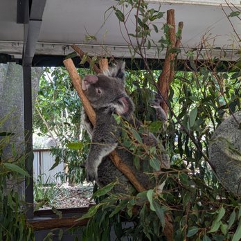 Lone Pine Koala Sanctuary - Zoos Near Me - Fig Tree Pocket, QLD