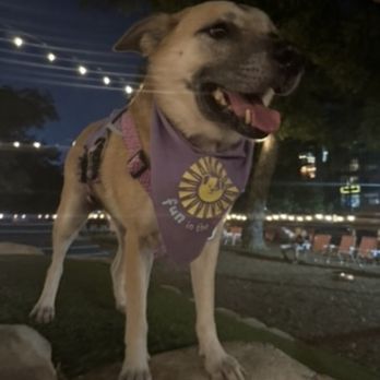Hops & Hounds - Dog Parks Near Me - San Antonio, Texas
