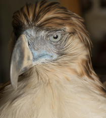 World Museum of Natural History by null