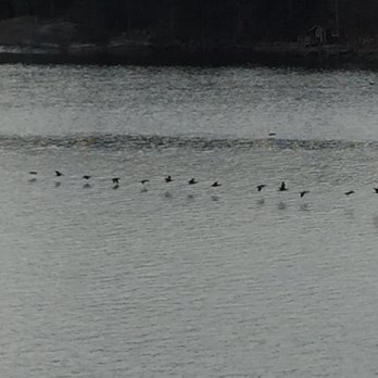 Tallink Silja - Birds flying just above the water line in the Stockholm Archipelago - Transportation Near Me - Stockholm, Alberta