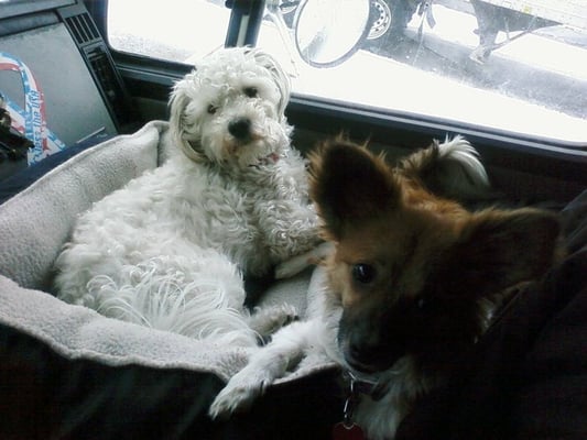 Chicago Animal Care and Control by null