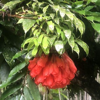 Jardim Botânico - Botanical Gardens Near Me - Rio de Janeiro, RJ