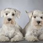 Photo of Aunt Rose's Dog Grooming