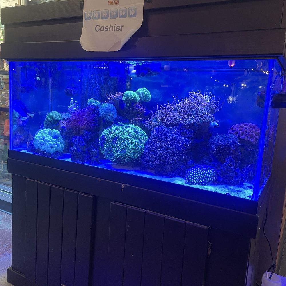 Misaki - Fish tank - Sushi Bars Near Me - Aurora, Colorado Misaki - Fish tank - Sushi Bars Near Me - Aurora, Colorado