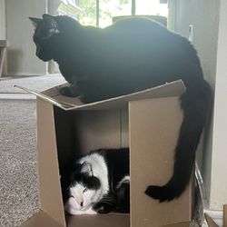 Community Pet Outreach