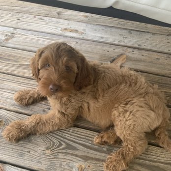 Good Day Doodles - Lillie Mae from the Lexi and Cash litter! She's beautiful! - Pet Breeders Near Me Good Day Doodles - Lillie Mae from the Lexi and Cash litter! She's beautiful! - Pet Breeders Near Me