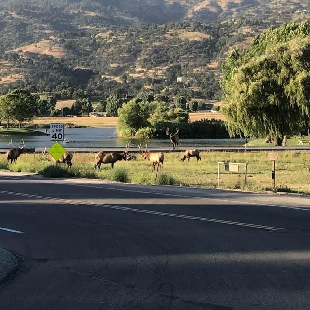 Cub Lake - Cub Lake, and several elk that reside in our community--and swim in the lake. - Lakes Near Me - Tehachapi, California Cub Lake - Cub Lake, and several elk that reside in our community--and swim in the lake. - Lakes Near Me - Tehachapi, California