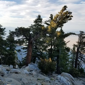 Mount San Jacinto State Park - Pines at 8500 elevation. - Parks Near Me - Idyllwild, California