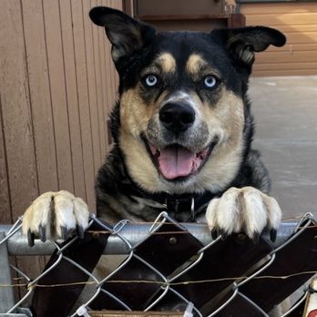 Payson Pet Care - Nala - Veterinarians Near Me - Payson, Arizona