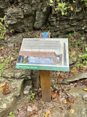 Natural Bridge State Park by null