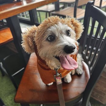 Star Bar - Ewok.  May the 4th be with you. - Bars Near Me - Austin, Texas