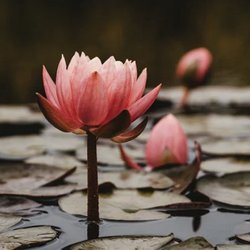 True Zen Therapy