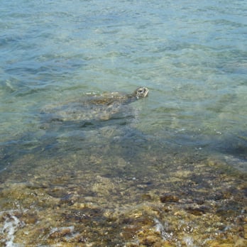 Laniakea Beach - Beaches Near Me - Haleiwa, Hawaii Laniakea Beach - Beaches Near Me - Haleiwa, Hawaii