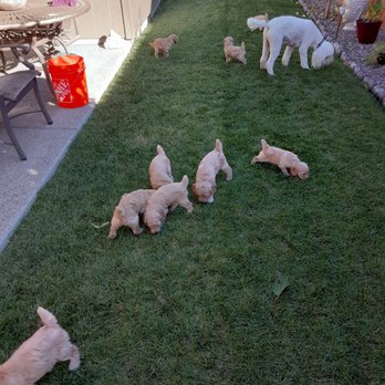Three Rivers Miniature Poodles - Pet Breeders Near Me Three Rivers Miniature Poodles - Pet Breeders Near Me