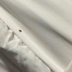 Super 8 by Wyndham Hamburg - BEDBUGS