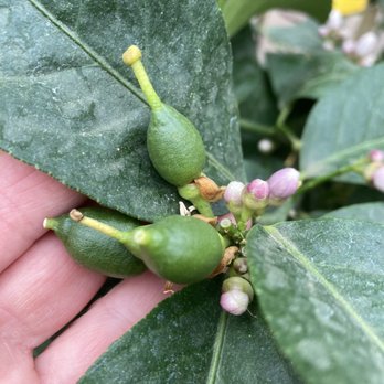 The Garden - Nurseries & Gardening Near Me - Woodbury, Connecticut