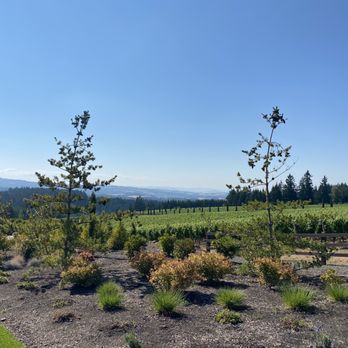 Alloro Vineyard - Wineries Near Me - Sherwood, Oregon Alloro Vineyard - Wineries Near Me - Sherwood, Oregon