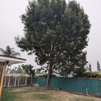Juan Tree Service - Before - Tree Services Near Me - Buena Park, California Juan Tree Service - Before - Tree Services Near Me - Buena Park, California