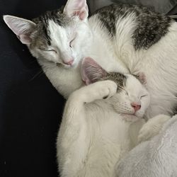 My new babies, perfect beans and they love to snuggle