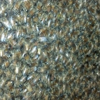 Agriculture Museum - The bee hive! - Museums Near Me - Santa Paula, California