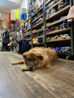 DOWNTOWN YARNS - Knitting Supplies in New York, New York at 45 Ave A