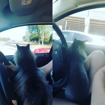 Plush Pad - Before and after (same day) - Pet Stores Near Me - Austin, Texas Plush Pad - Before and after (same day) - Pet Stores Near Me - Austin, Texas