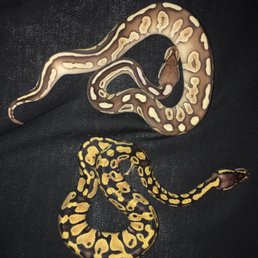 amazon reptile store