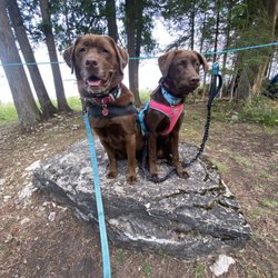 Our Turn Pet Center - Happy dogs!
