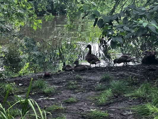 Olbrich Botanical Gardens by null