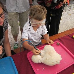 Museum de l'Ardèche - Ateliers de préparation de fossiles