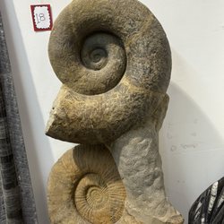 Ammonite