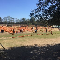 Everyone gets to pick a pumpkin to take home.