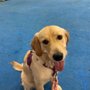 Photo of PosiDog Canine Learning Center
