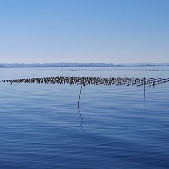 Taylor Shellfish Farms - Seafood Markets Near Me - Bow, Washington Taylor Shellfish Farms - Seafood Markets Near Me - Bow, Washington