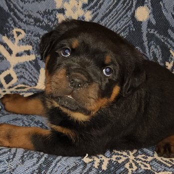 Hildegarde Kennels - Pet Breeders Near Me Hildegarde Kennels - Pet Breeders Near Me