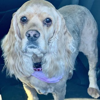 Classy Clipper Dog Grooming - The "AFTER" pic She enjoyed her time one on one and being the Only dog being groomed at one time. - Pet Groomers Near Me