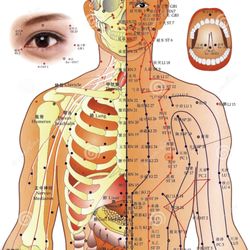 Megan Marco, LAc, DAc - Acupuncture chart