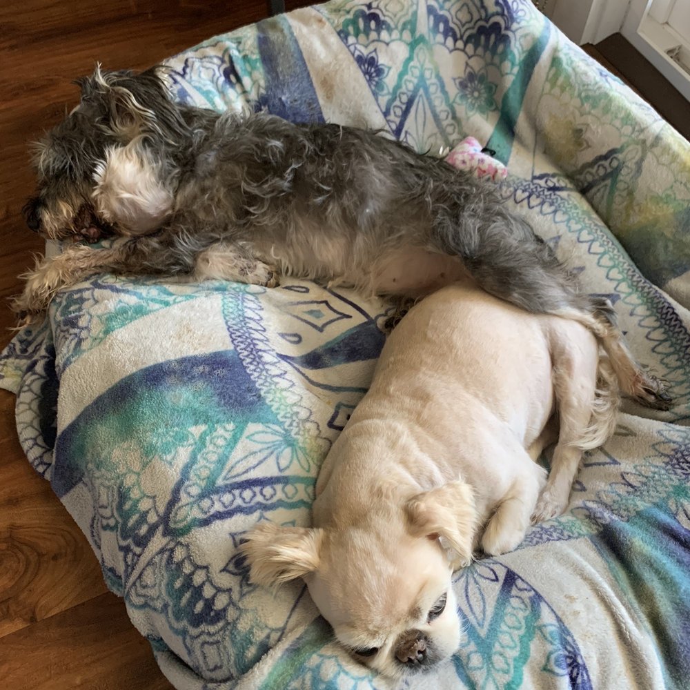 Douglas Boulevard Veterinary Clinic - Maxie and Gizmo - Veterinarians Near Me - Roseville, California Douglas Boulevard Veterinary Clinic - Maxie and Gizmo - Veterinarians Near Me - Roseville, California