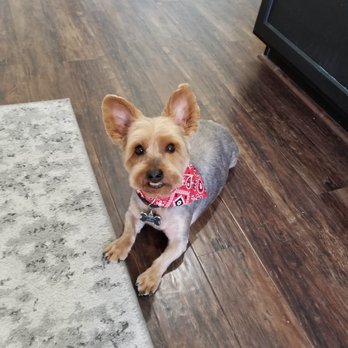 Johnny's Doghouse - My pup always looks so cute after a trip to Alo's Doghouse! - Pet Groomers Near Me - Tempe, Arizona
