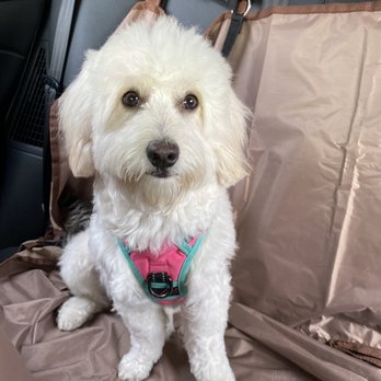 Keepet Groomed - Gigi after her grooming appt. :) - Pet Groomers Near Me - San Diego, California