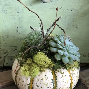 Vera's Garden - a white pumpkin planter with succulents - Florists Near Me - Columbus, Montana Vera's Garden - a white pumpkin planter with succulents - Florists Near Me - Columbus, Montana