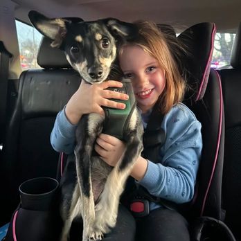 Spragg Veterinary Clinic - SPRAGG also KILLED a 5 year old girl's FIRST PUPPY AT 1 YEAR OF AGE, THE SAME WAY TOBY DIED! INJECTING ANESTHESIA & PAIN MEDICATION! - Veterinarians Near Me - Rogersville, Missouri Spragg Veterinary Clinic - SPRAGG also KILLED a 5 year old girl's FIRST PUPPY AT 1 YEAR OF AGE, THE SAME WAY TOBY DIED! INJECTING ANESTHESIA & PAIN MEDICATION! - Veterinarians Near Me - Rogersville, Missouri