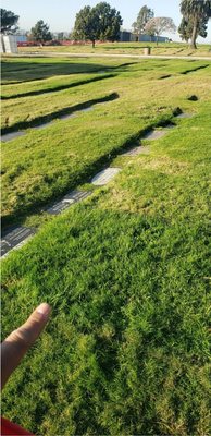 Inglewood Park Cemetery by null