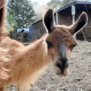 Alpaca Treehouse in the Bamboo Forest - A new friend! - Vacation Rentals Near Me - Atlanta, Georgia