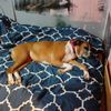 Puppy Kuts gift card