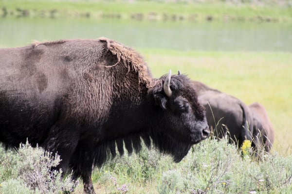 Hayden Valley by null