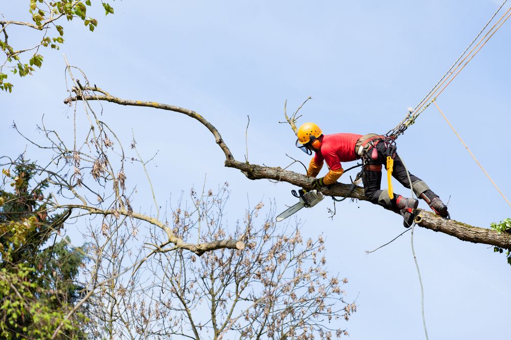 Tree Removal Today Of St Paul - tree service in Saint Paul, MN