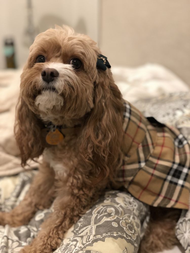 OH MY DOG BOUTIQUE HOTEL Updated October 2024 145 Photos & 145