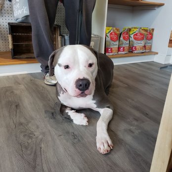 Good Dog Rocky - Sweet Keef ! - Pet Groomers Near Me - Ashburn, Virginia Good Dog Rocky - Sweet Keef ! - Pet Groomers Near Me - Ashburn, Virginia