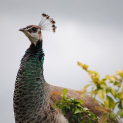 Altamont Gardens - Second peacock